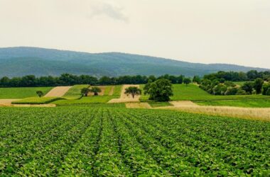 Biały wapń sypany na brązową glebę w ogrodzie