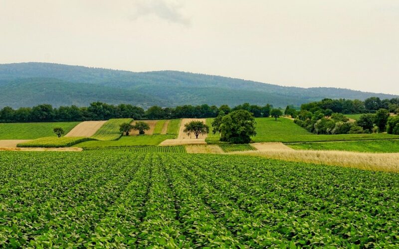 Biały wapń sypany na brązową glebę w ogrodzie